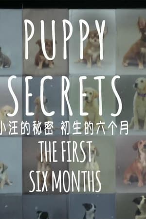 小汪的秘密：初生的六个月