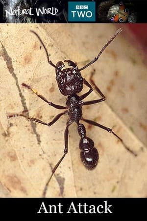 自然世界：蚂蚁攻击